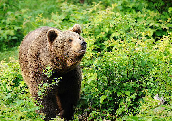 Tierfreigelände, Nationalpark Bayerischer Wald
